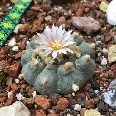 El Divino Luminoso “Jícuri” - Arte Marakame