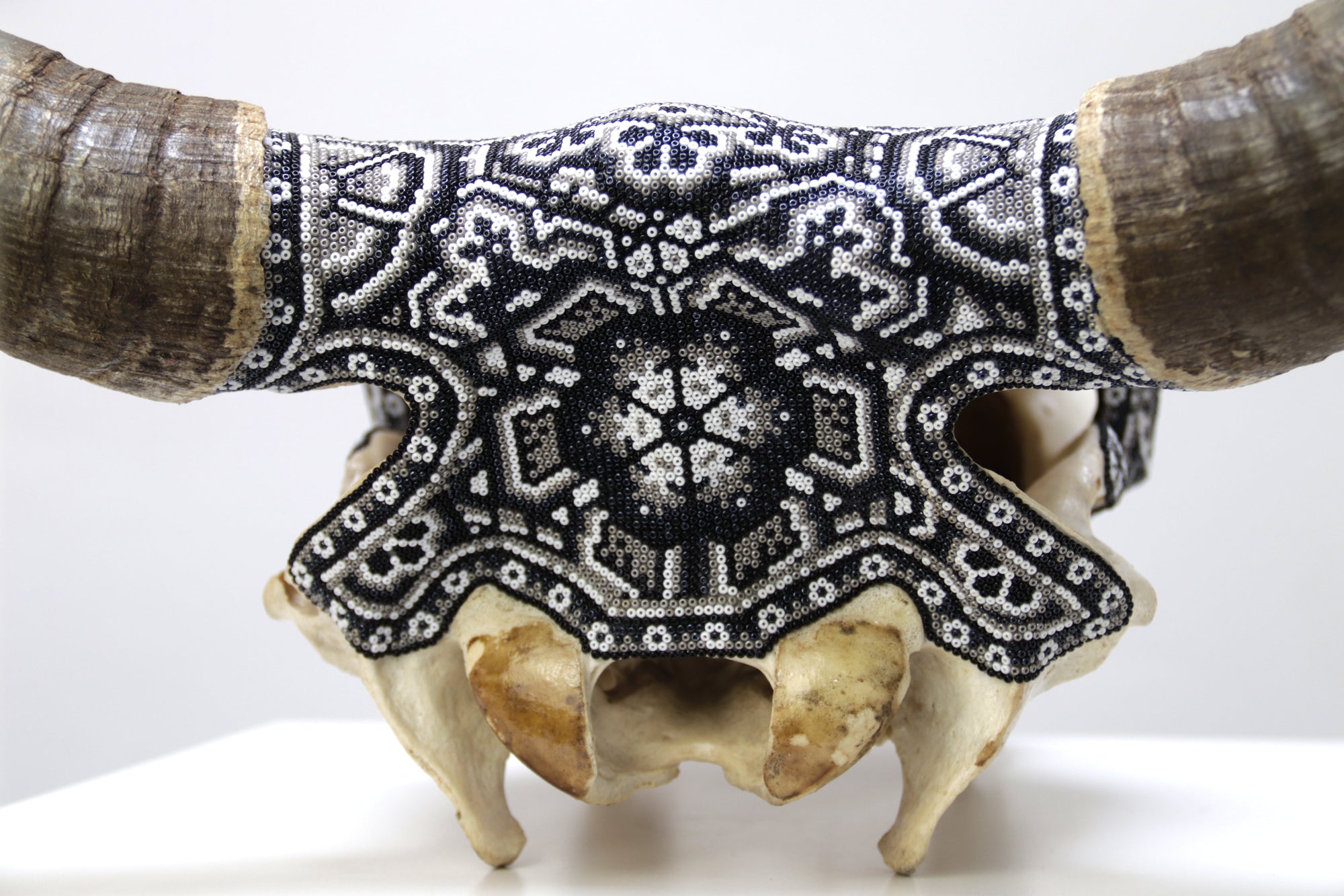 Cráneo de vaca Arte Huichol - Águila bicéfala