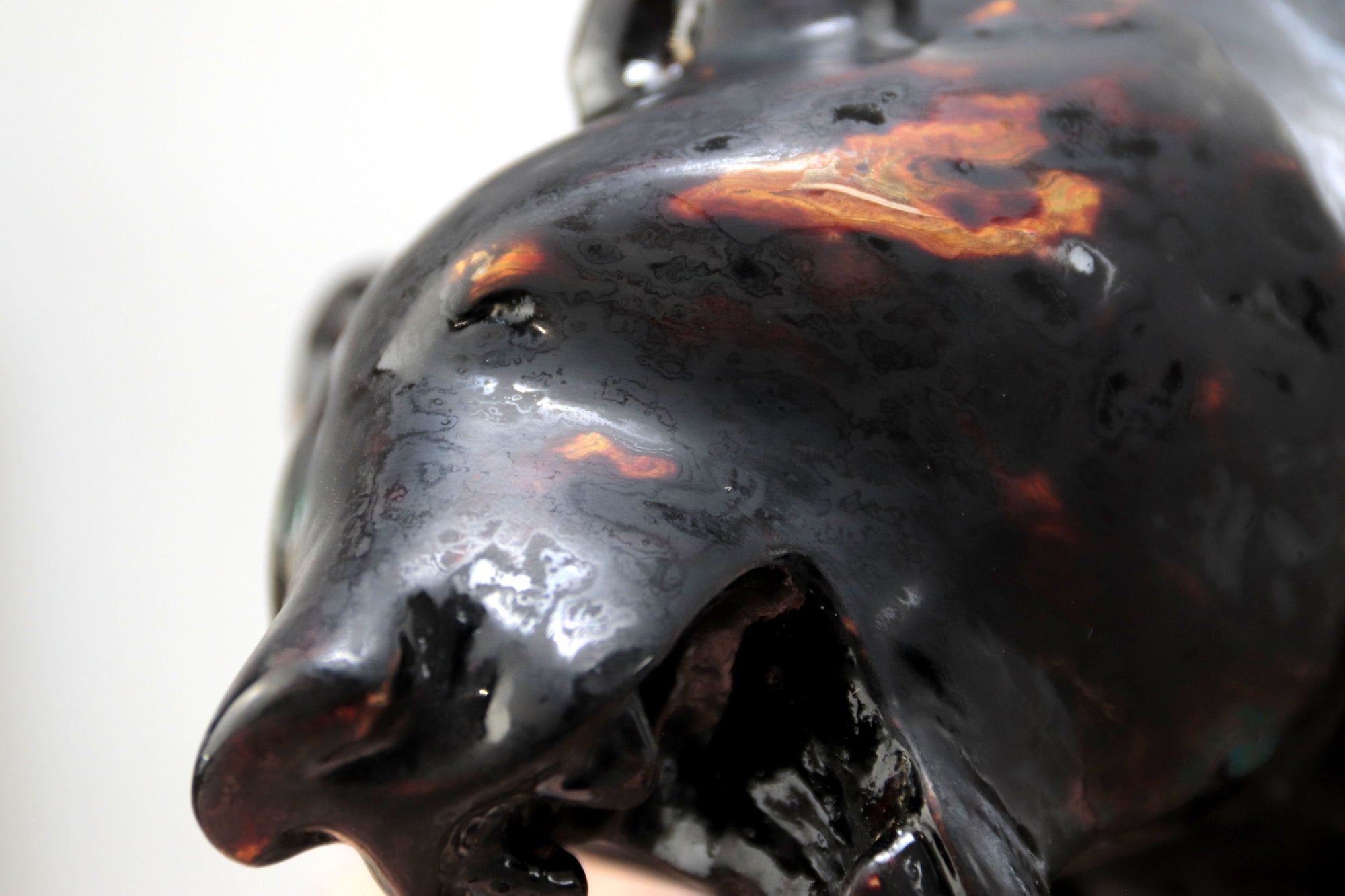 Oso negro con colores interiores III