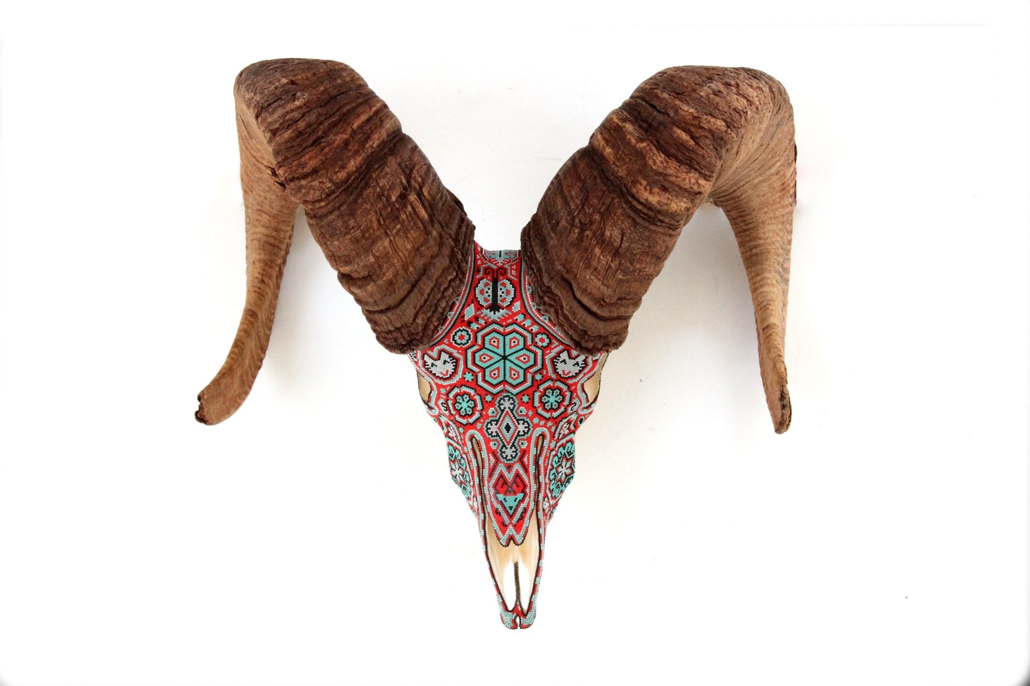 本物のオオツノヒツジの頭蓋骨-タテワリ-ウイチョルアート-マラカメ