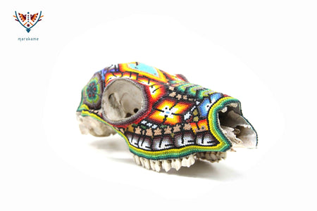 Cráneo auténtico de venada - Maxatsi wa’iyari - Arte Huichol - Marakame