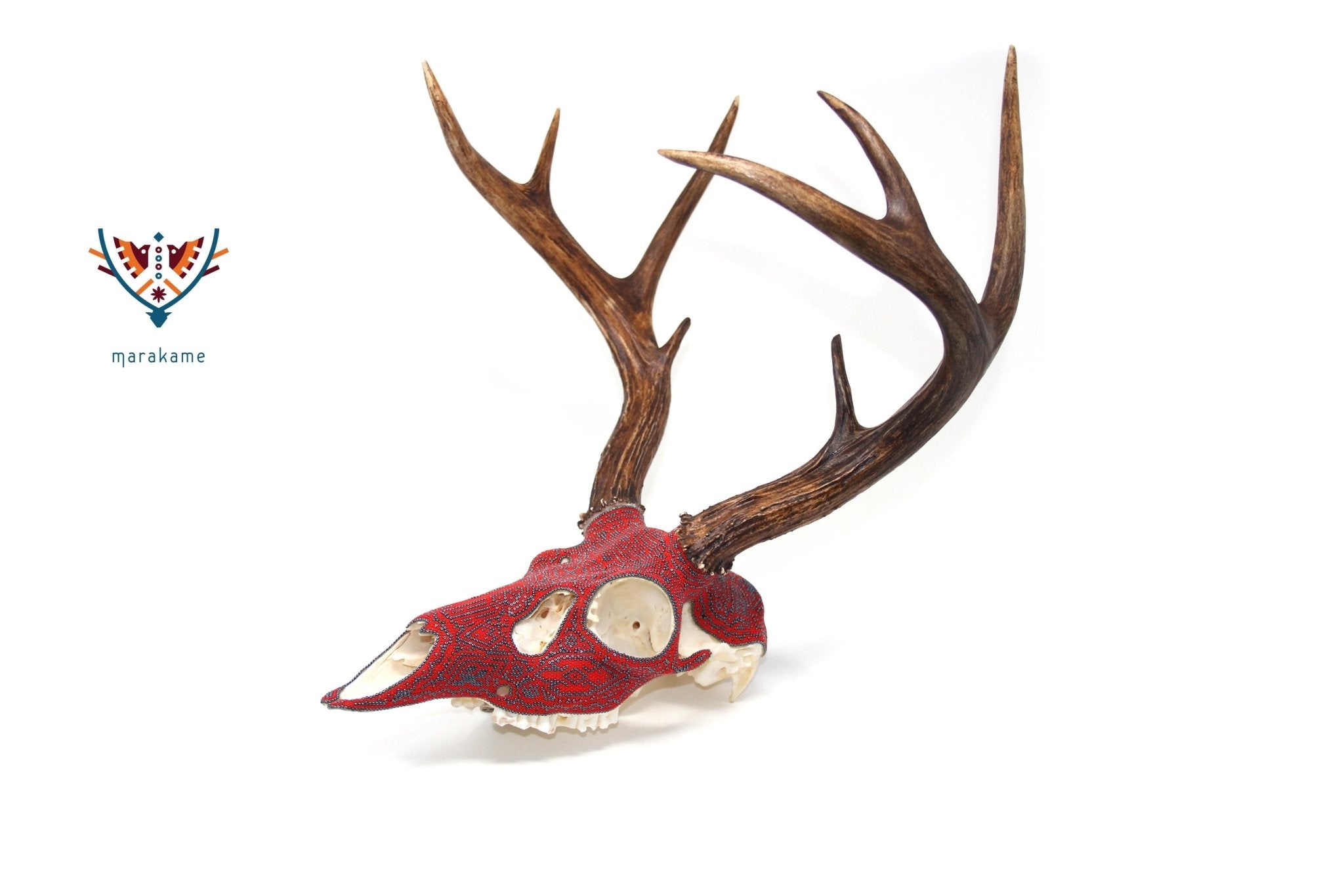 ウイチョル族の鹿の頭蓋骨 - 「ザウェ・タテワリ」 - ウイチョル族のアート - マラカメ