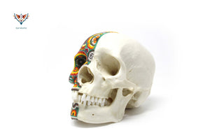 Cranio umano iperrealistico "Xapawiyemeta" - Huichol Art - Marakame